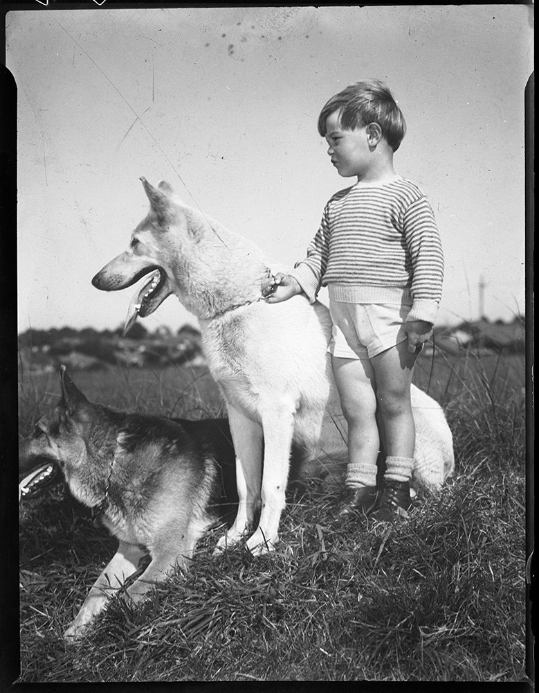 Geoffmuse's tweet photo. Boy and two Alsatian dogs, Sydney, taken #OTD 5 August 1951, vintage film negative, Australian Consolidated Press Archive, State Library of New South Wales. https://t.co/fhv0m4DR5N
