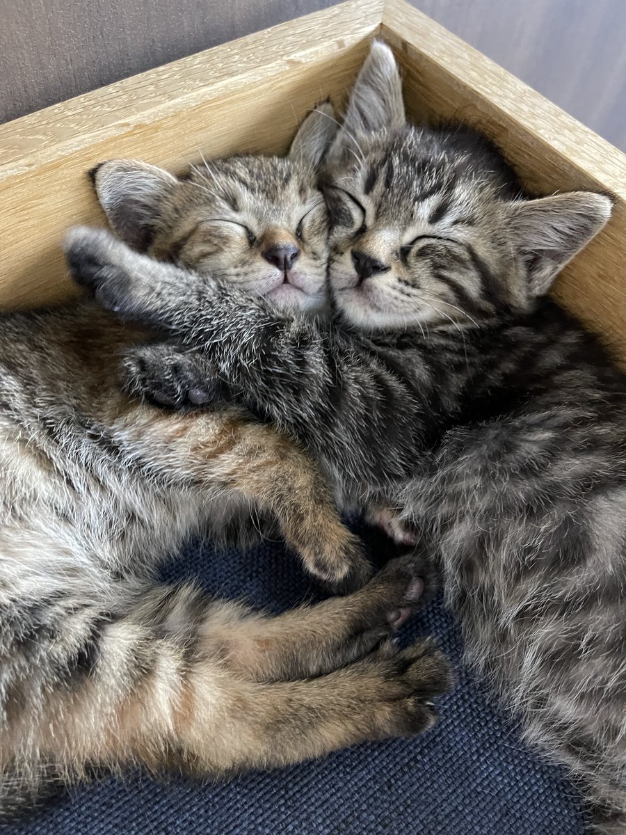 neko_fudosan's tweet photo. 【弊社の福利厚生】
猫の笑顔 https://t.co/24183DtanI