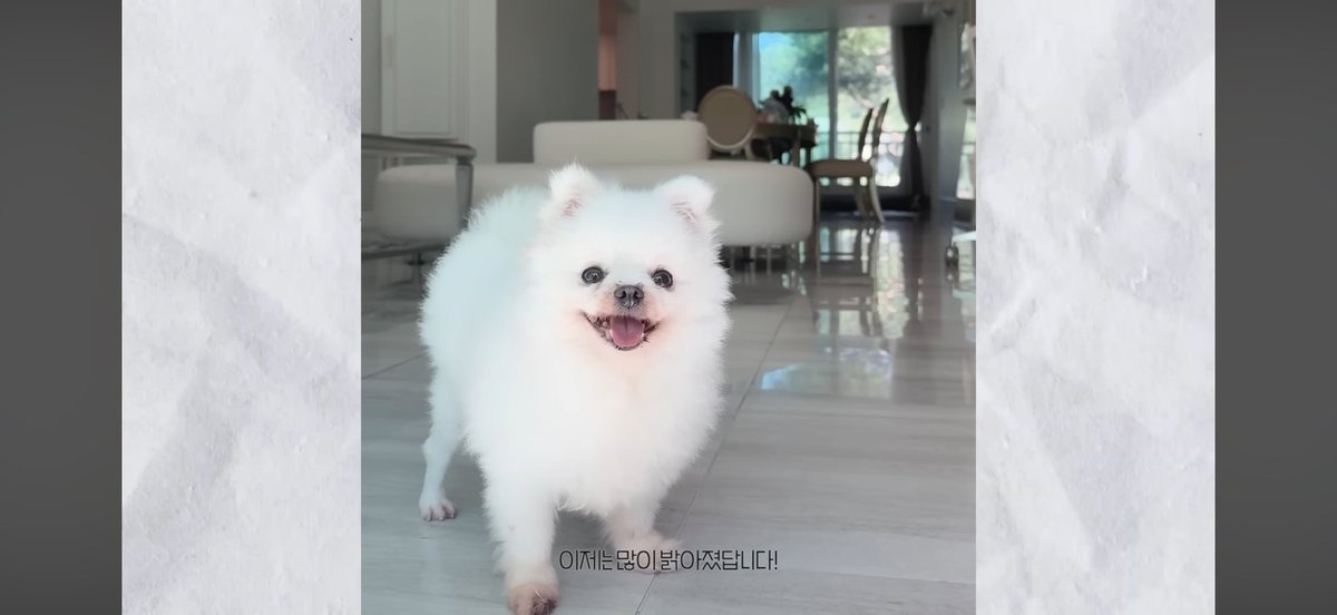 CR3AM0CHA's tweet photo. 그래서 난 뷰티패션 유튜버가 유기견 보호소 봉사하다 거기에 있던 번식장 구조견 사연 듣고 구독자들한테도

절대 펫샵 입양하지 말고 보호소에서 데려오자고 분명하게 말한 게 좋았음 펫튜버인데도 그렇게 안 하는 사람 많거든

그리고 그렇게 입양 못 가는 나이 많은 노견데려와서 일회성으로 안 끝나고 계속 잘 지내는 영상 올려줘서 넘 좋았음
장사치 펫튜버보다 훨씬 진정성느껴짐