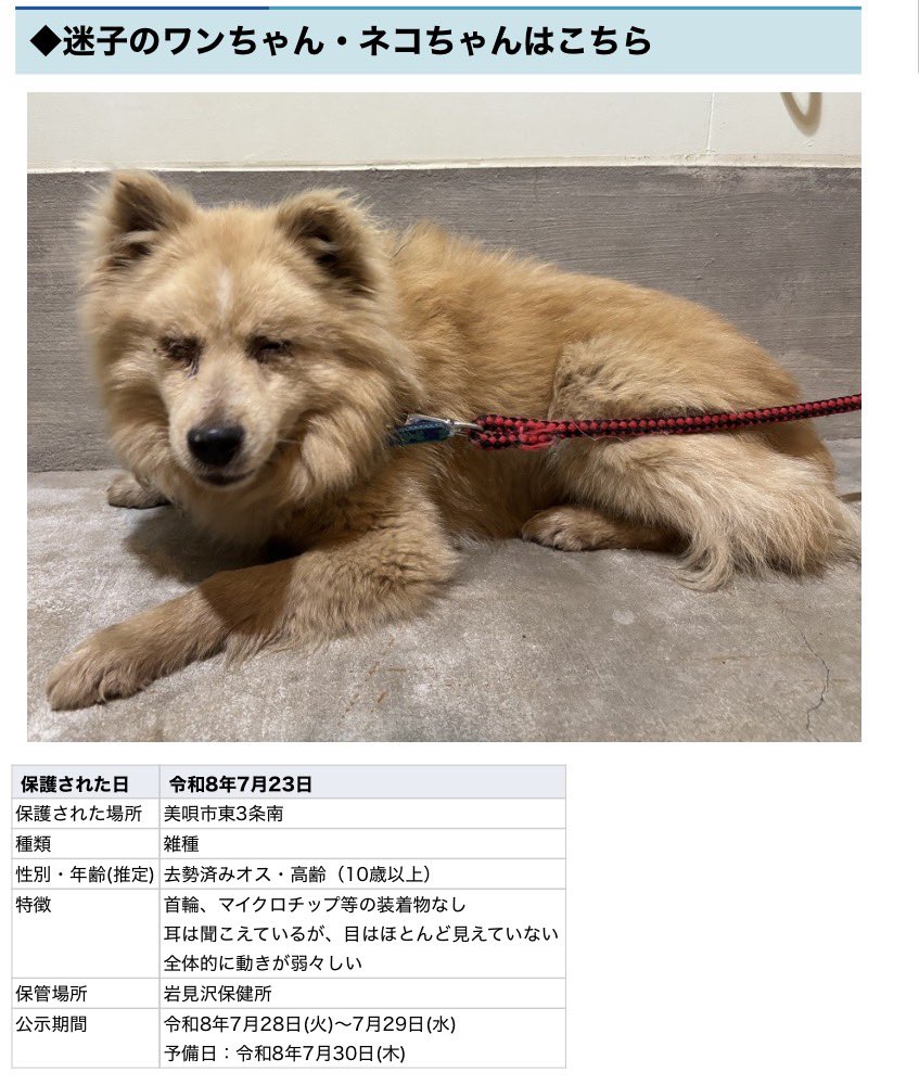 Apple20130506's tweet photo. 岩見沢保健所さん✳︎迷い犬✳︎
こちらの犬さんが迷子されております。耳は聞こえているが、目はほとんど見えていないとありますが、この状態で迷子になると言う事はあるのかな…と思います。 #拡散希望 #北海道 #保健所 #迷い犬 #美唄市 
 https://t.co/WnER8ERgor.. https://t.co/U749wWP0S6