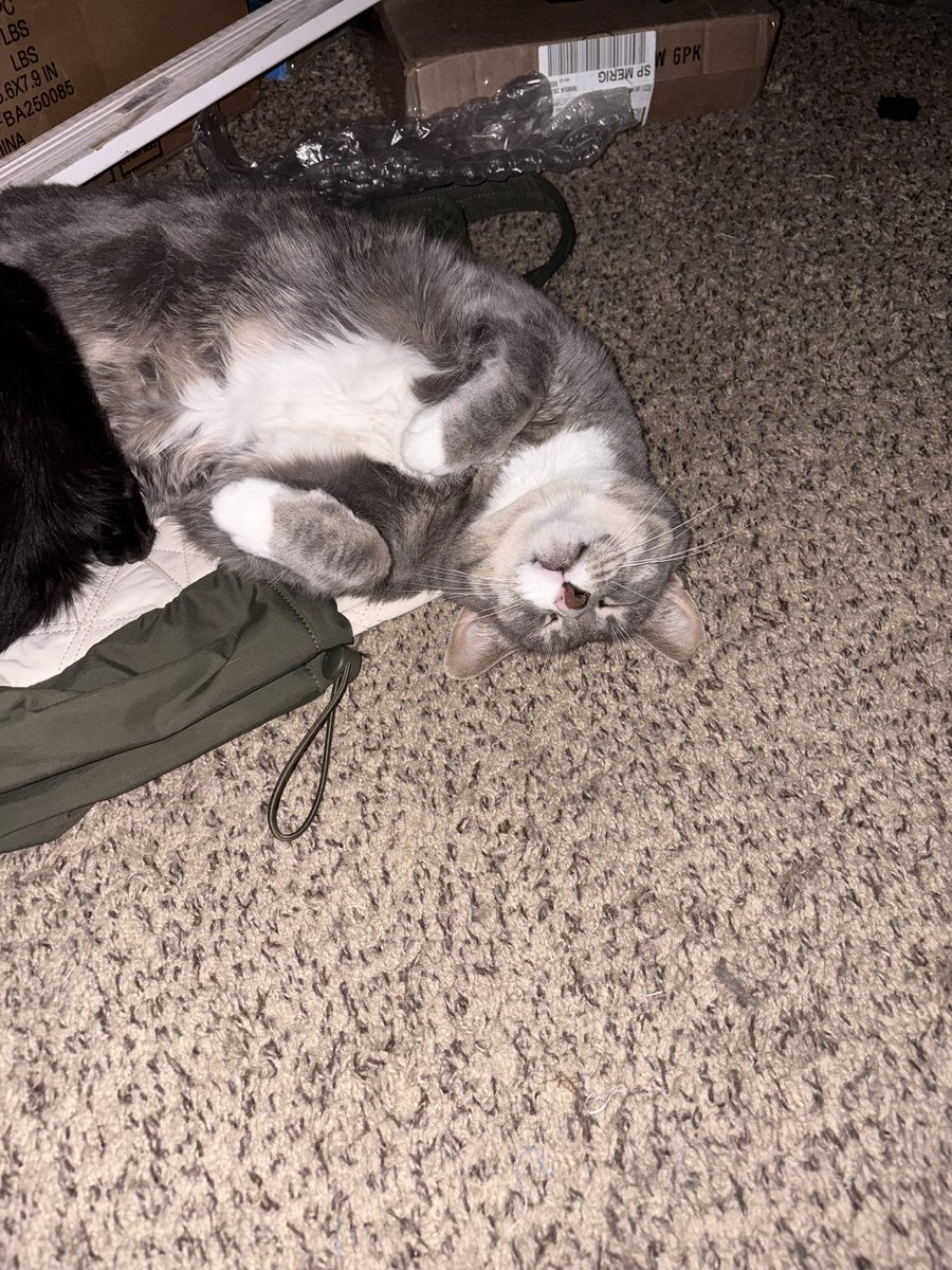 Sylveistar's tweet photo. And as promised, my babies https://t.co/9sYZnh1VY1