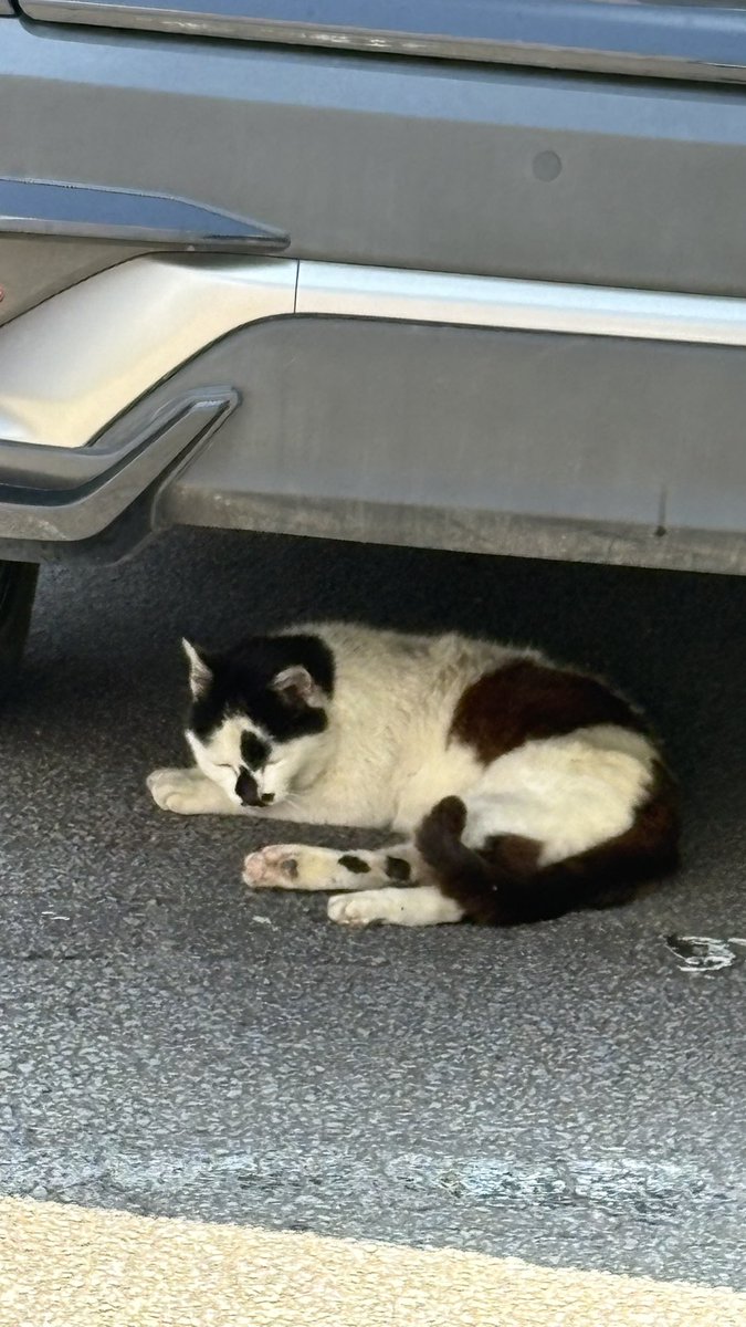Charlotte_Ash_'s tweet photo. 自分の車の下でよく寝る年寄り猫を
1ヶ月弱見てないけど大丈夫かな https://t.co/mnBQQneNwp