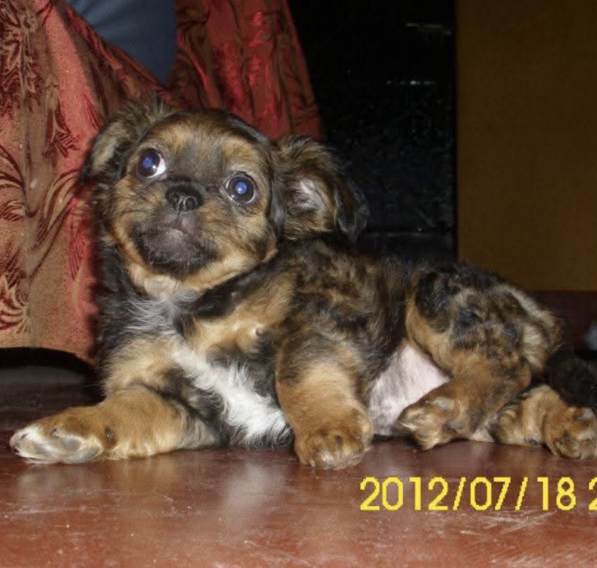 solarsido0's tweet photo. Te extraño Kaiser, mucho, ojalá en algún momento puedas presentarte y poder verte aunque sea en sueños. Te estaré esperando, mi pequeño gran amigo. ❤️ https://t.co/KsvO75Wf38