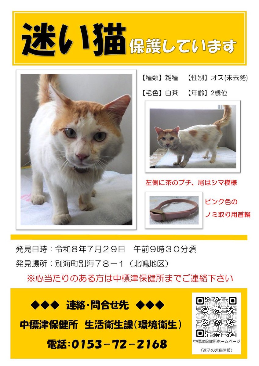 nekonotestaff's tweet photo. #北海道 #中標津保健所 #中標津町 #迷い猫 
https://t.co/jlDvPn03JQ https://t.co/6xciEJJgQY