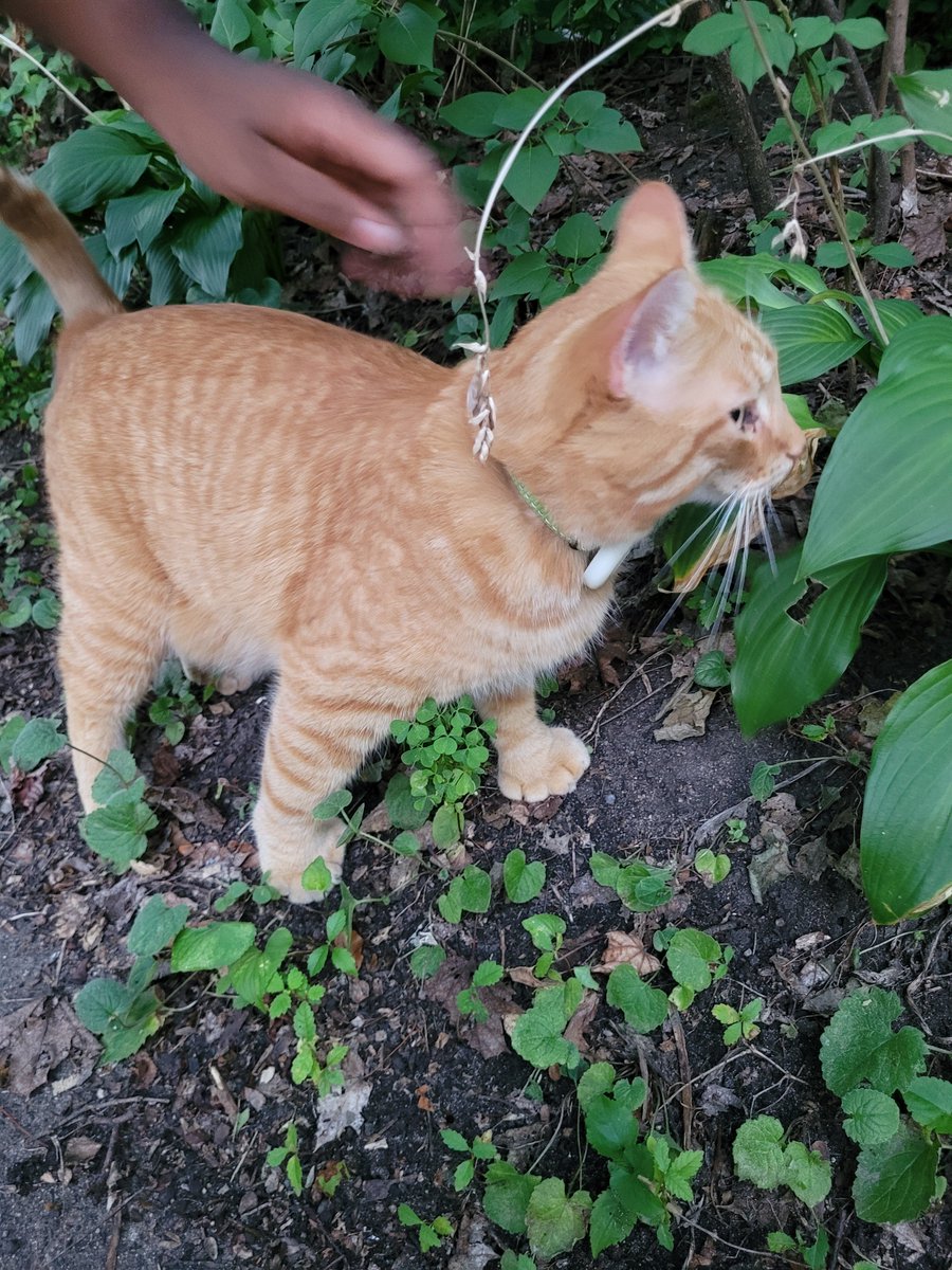 BrokebackBeavis's tweet photo. Important Announcement! There's a cat in my neighborhood who is polydactyl, orange, and named cat stevens https://t.co/7BPtjDWq5X