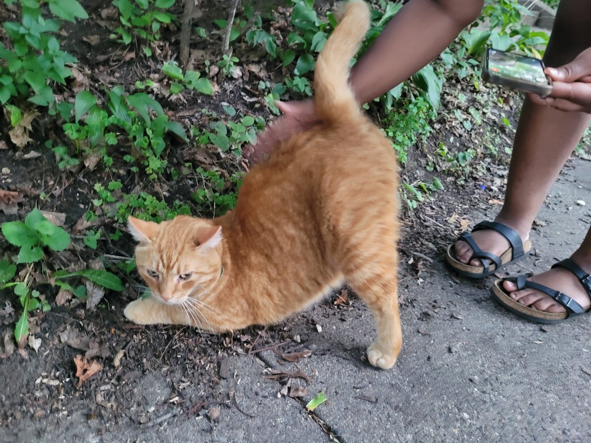 BrokebackBeavis's tweet photo. Important Announcement! There's a cat in my neighborhood who is polydactyl, orange, and named cat stevens https://t.co/7BPtjDWq5X