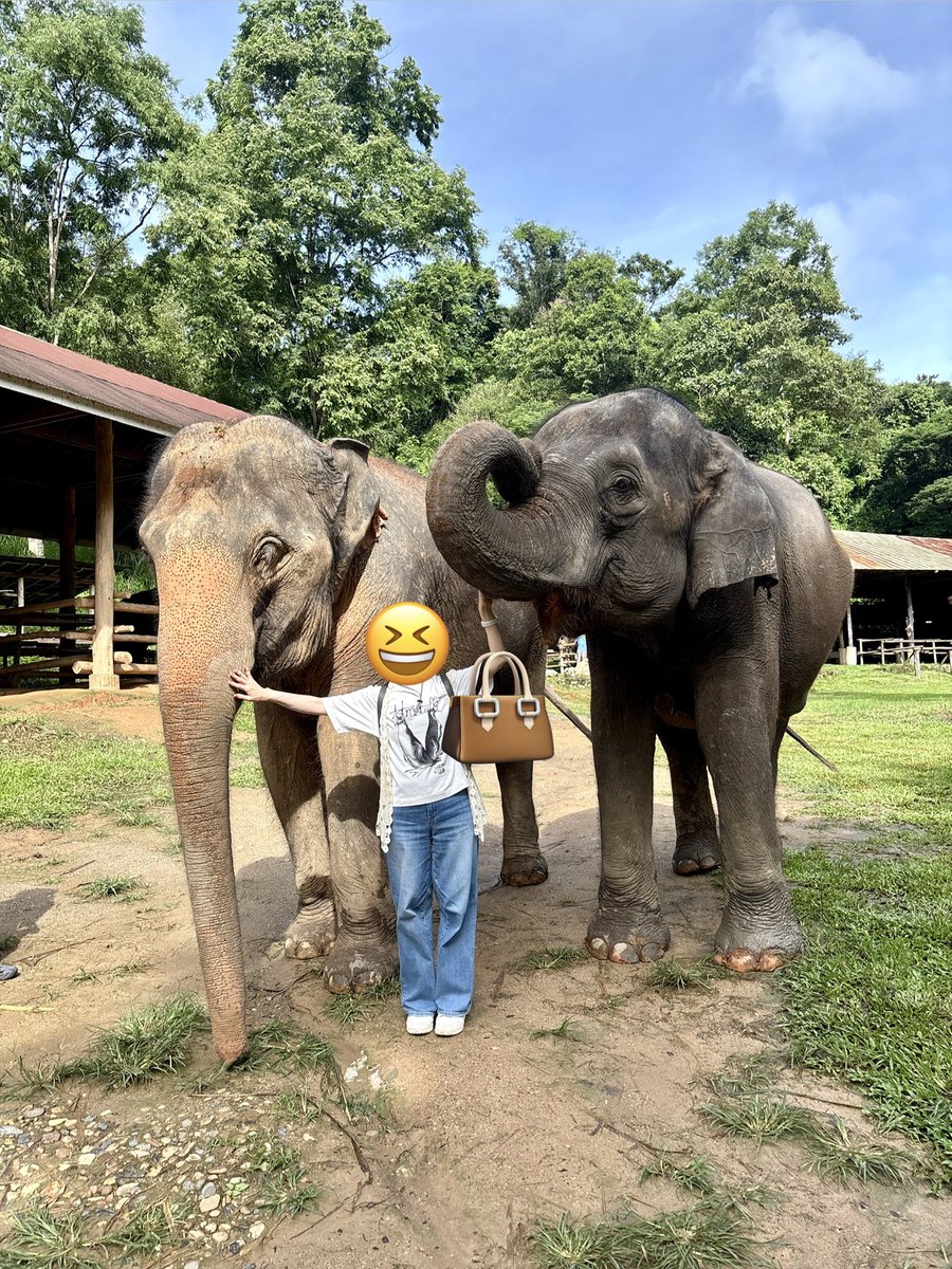 asuhainui's tweet photo. #明日葉タイ旅行2026
象の餌作りand餌やり体験🐘
タマリンド（茶色いの）に香辛料etcを入れてこねてお団子に。
ごはんには塩を入れておにぎりに。

ゾウさん、なんて可愛いんだ😍
鼻でギューッとされて、Tシャツ汚れたけど（笑）動物大好きBrightくんの #astrostuffs なので寧ろ喜ばしいですね〜🐘 https://t.co/Qa8jhTYRNu