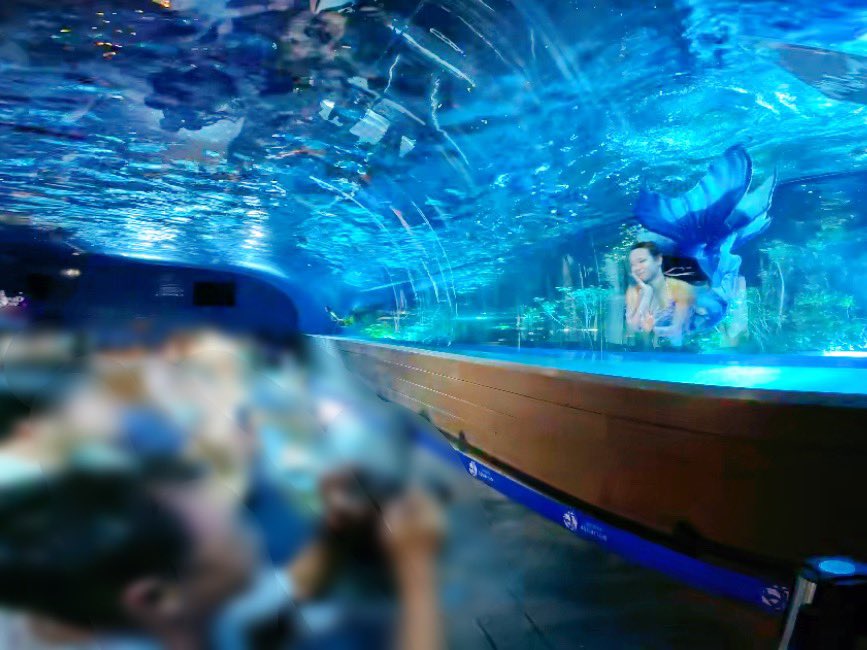 MermaidSchoolJP's tweet photo. サンシャイン水族館 マーメイドショー🧜‍♀️✨
7/31(土) 3日目🌙

この日もたくさんの皆さまにお越しいただき、誠にありがとうございました🙇‍♀️
ご好評を賜りましたことを大変嬉しく思っております。

本公演は、8月29日まで毎週金曜日・土曜日の【19:15～／19:45～】の2公演を開催しております。
※8月14日（金）は休演、8月16日（日）は追加公演です。
⁡
《開催日》
7/24(金)・7/25(土)
7/31(金)・8/1(土)
8/7(金)・8/8(土)
8/15(土)・8/16(日)🌟
8/21(金)・8/22(土)
8/28(金)・8/29(土)

前方エリアでのご観覧をご希望の方は、【ご観覧日の1週間前12:00より】特別観覧チケット（無料）の取得が必要です。
https://t.co/3hucveVN5H

チケットをお持ちでない方は「立ち見」でのご案内となります。観覧スペースには限りがございますので、あらかじめご了承ください。

星空輝く夜の水槽に広がる幻想的なマーメイドショー🌙
この夏だけの特別なひとときを、ぜひお楽しみください。

また皆さまにお会いできますことを、マーメイド一同、心より楽しみにしております🧜‍♀️🫧

🧜‍♀️Mermaid：❤️おいで／💙ありさ
🎤MC：シェリーナ
🛟Safety：ハリー
📸Photo：人魚の学校