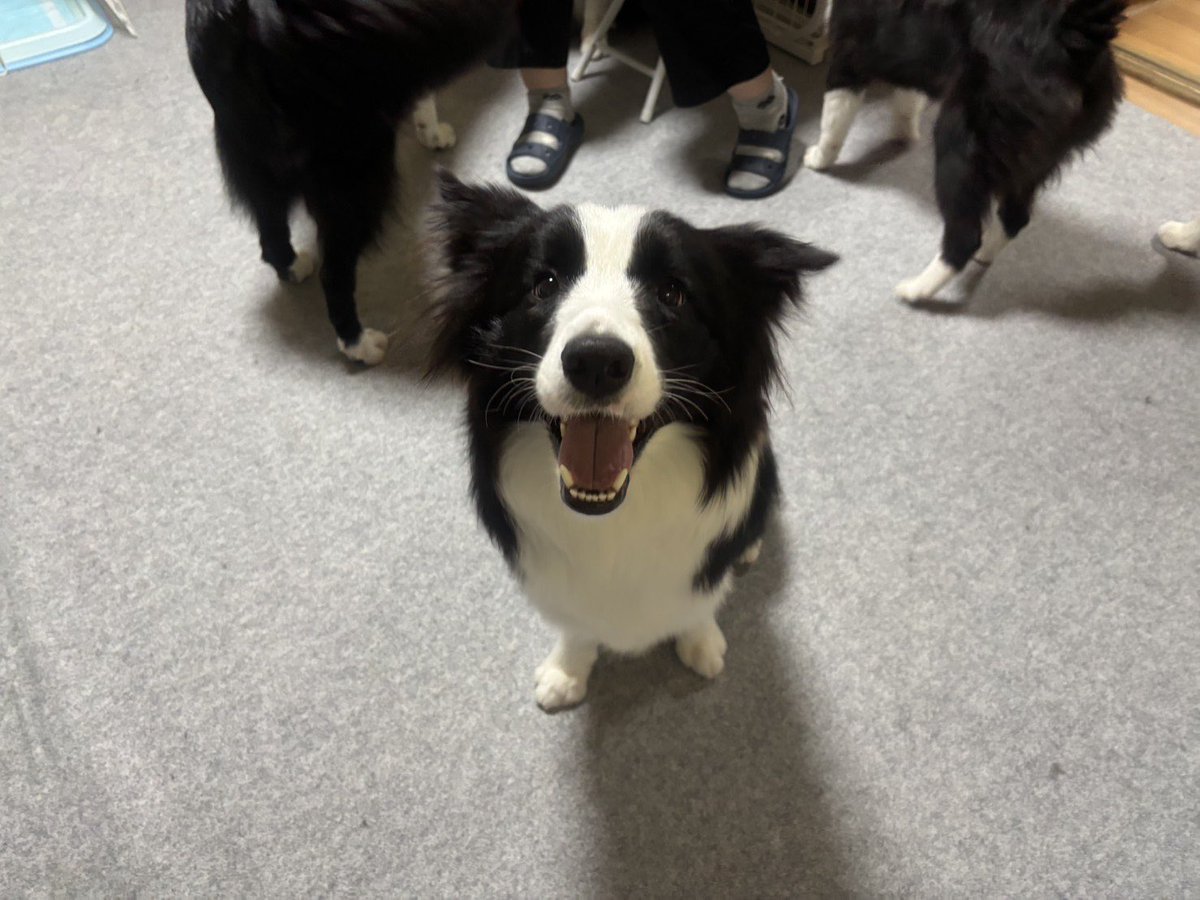 privateeye_pet's tweet photo. 【迷子犬を探しています‼️】

兵庫県三田市友が丘付近にて

8月2日から行方不明になりました💦

目撃した方はリプライやDMをいただけますと幸いです🙇‍♂️

名前：ユノス
性別：メス（未避妊）
年齢：1歳
体長：70〜80
特徴：呼ぶと逃げる
　　　びびり

#迷子犬 #犬 #迷い犬 #兵庫県 #三田市 #拡散希望 #迷子ペットを守りたい