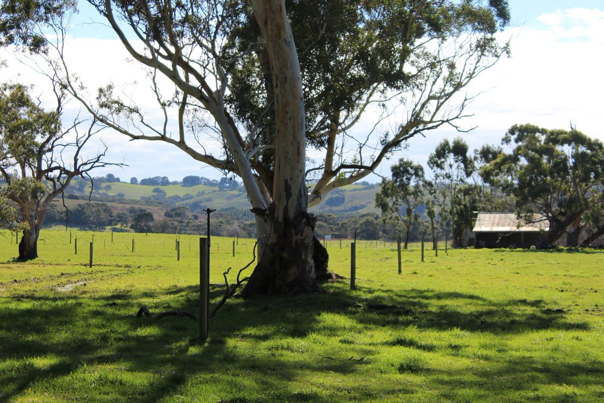 Atrapine1973's tweet photo. #inmanvalley #normanville #adelaide #southaustralia #farmland #naturescenery #sun https://t.co/N2lpXE1kVH