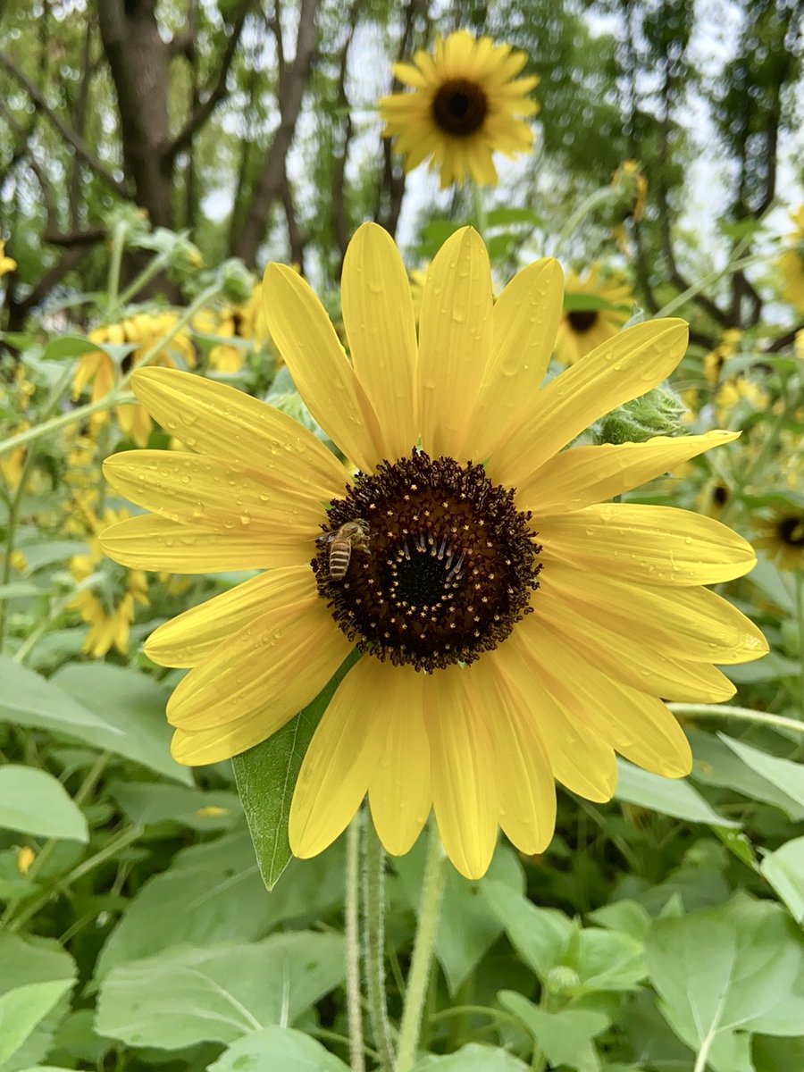 SuzanneP75569's tweet photo. New to photography Start with mastering natural light—soft golden hour light makes every subject look stunning, no fancy gear needed! https://t.co/shNDVtiDVq