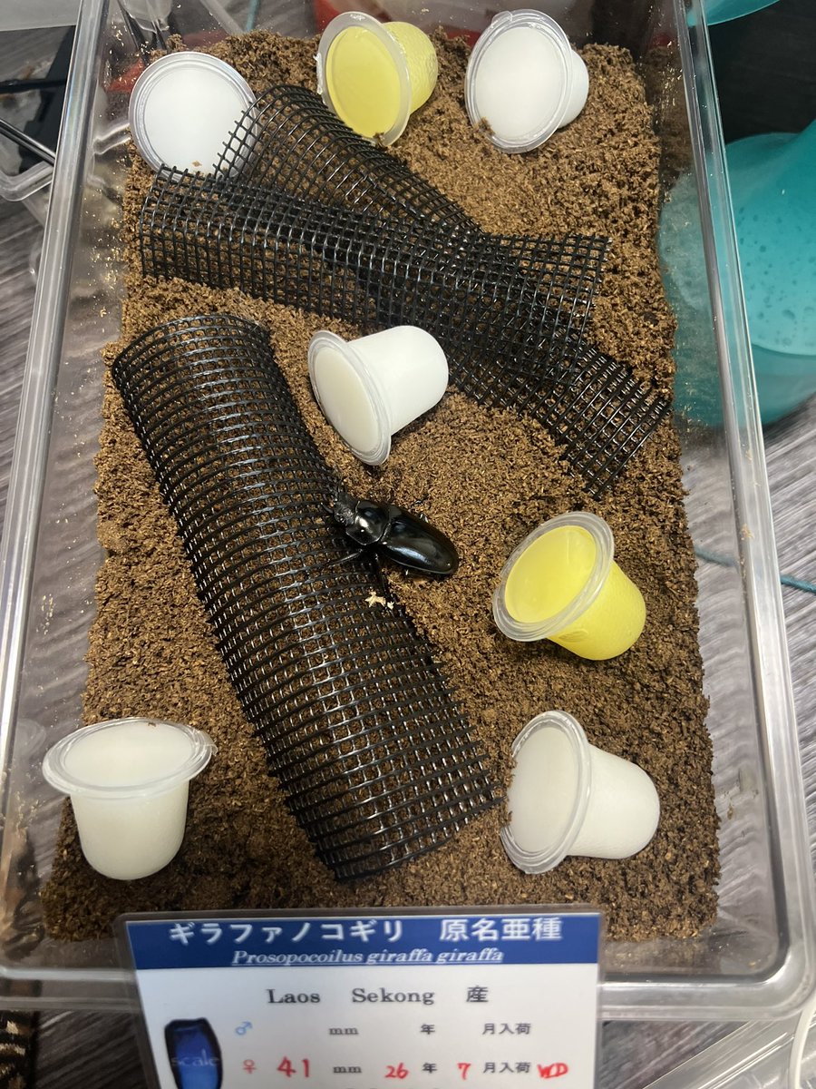 sametchi6161's tweet photo. 中プラケDVのみ https://t.co/cA975xWRdA