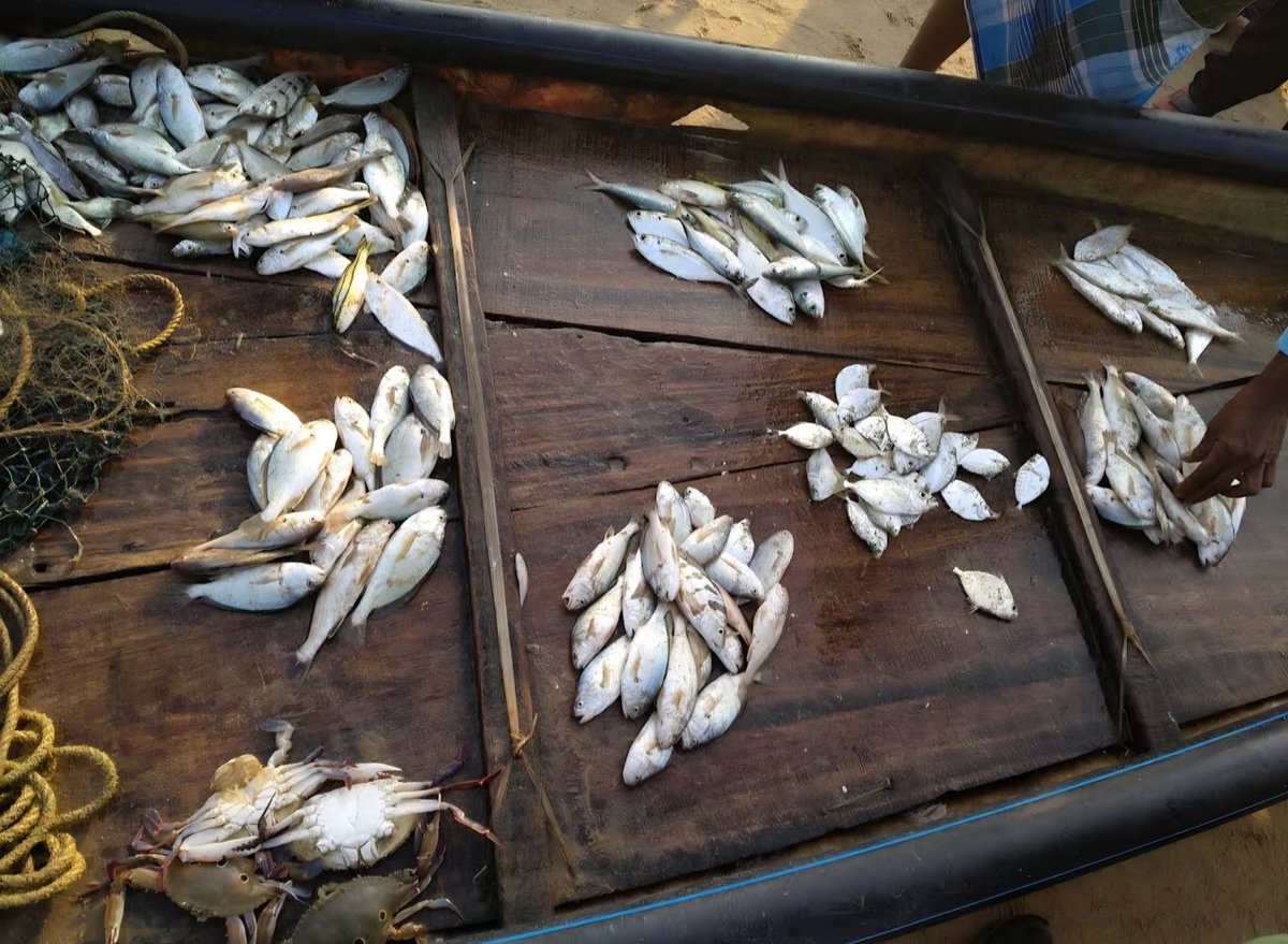 Ashutosh_0508's tweet photo. Costal Trade 
#odisha https://t.co/fPQaKi7THJ
