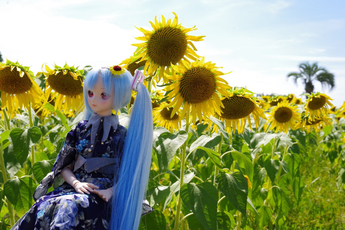 noburara tweet picture