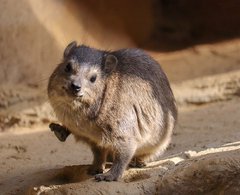 youko_rou's tweet photo. 【ハイラックスは意味不明】  

ウサギやモルモットにも似ている生き物ハイラックス。 
しかし、その骨格はサイに似ており、生物学的に一番近いのはゾウ🐘
日本語では「イワダヌキ」と名付けられているがタヌキにも何の関係もない。まぁ可愛いから良いか。。。 https://t.co/aDqigogCRL