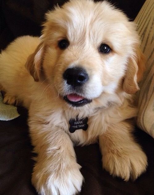 puppies_video's tweet photo. Adorable and beautiful puppy https://t.co/A7WDrBrswJ