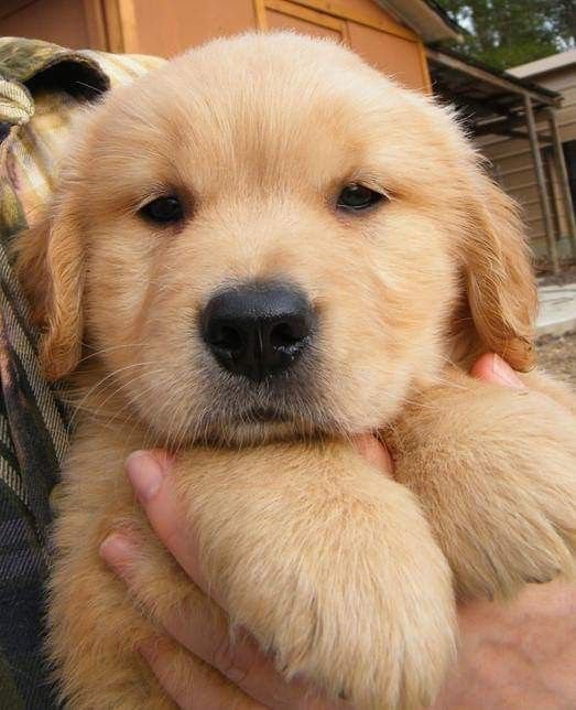 puppies_video's tweet photo. What would you name him.... https://t.co/y5qZFdnfnH