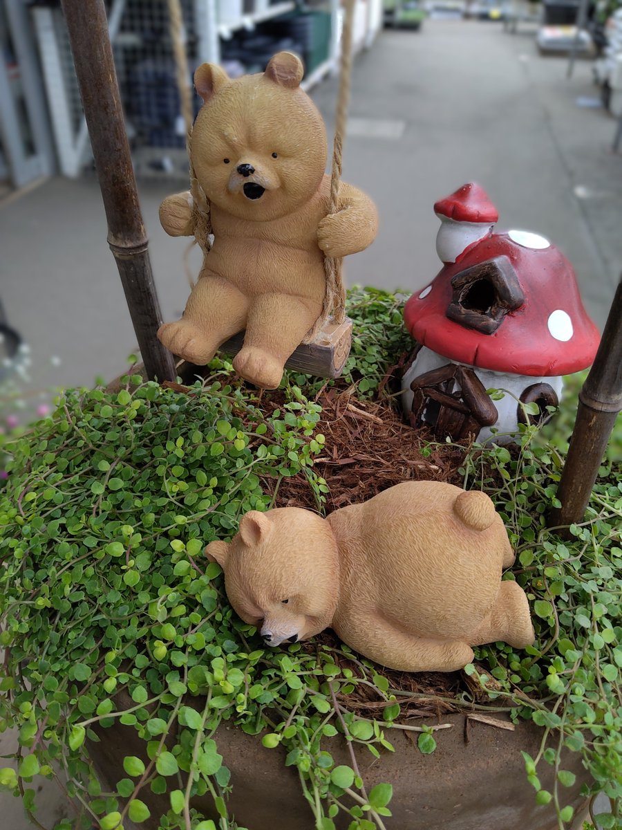 ガーデンセンター古河店】 明るいライム色のプラティアの寄せ植えです