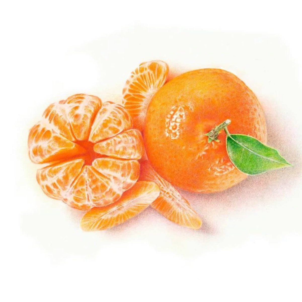 Rafinix_Concept's tweet photo. A stunning colored pencil study by Paco Martín, CPSA, CPX, UKCPS Silver. that captures the vibrant freshness of mandarins with exceptional realism.
Artist: Paco Martín, CPSA, CPX, UKCPS Silver.
#coloredpencilart #realismart #fruitdrawing https://t.co/reogxZvN23