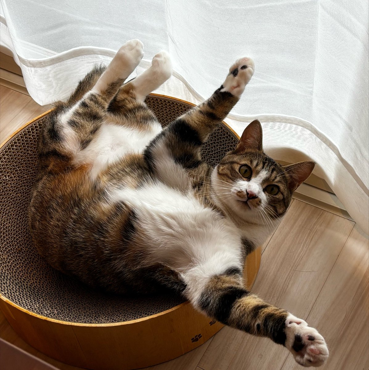 coohi's tweet photo. このポーズはあくまで「ねこのおなか、みていいよ」であって、お触りや吸引の許可が下りているわけではない点に注意が必要です https://t.co/Iap4gGcQCu