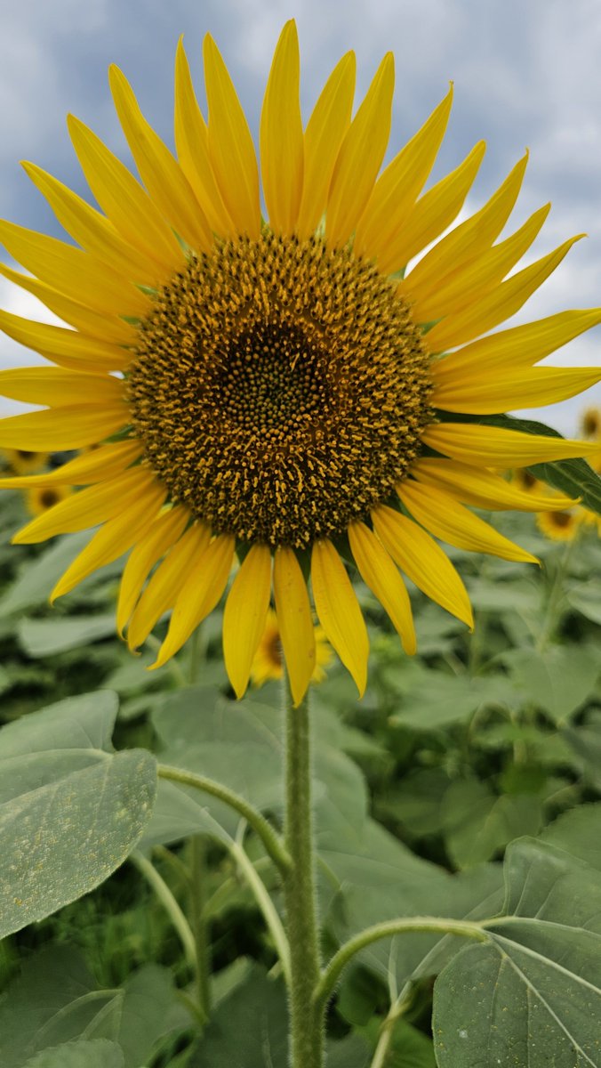 satoshi03_16's tweet photo. あいにくの曇り空でもヒマワリは見頃

#キリトリセカイ　#TLを花でいっぱいにしよう　#丹生のひまわり畑　#ヒマワリ　　#向日葵 https://t.co/3II5kNzsem