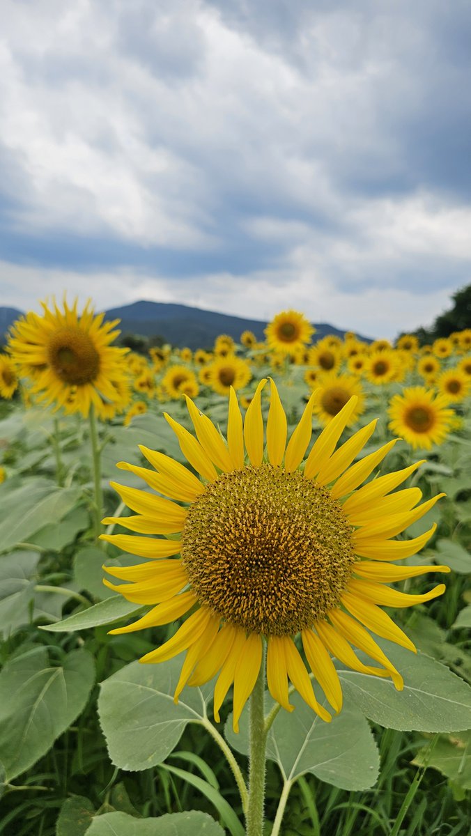 satoshi03_16's tweet photo. あいにくの曇り空でもヒマワリは見頃

#キリトリセカイ　#TLを花でいっぱいにしよう　#丹生のひまわり畑　#ヒマワリ　　#向日葵 https://t.co/3II5kNzsem
