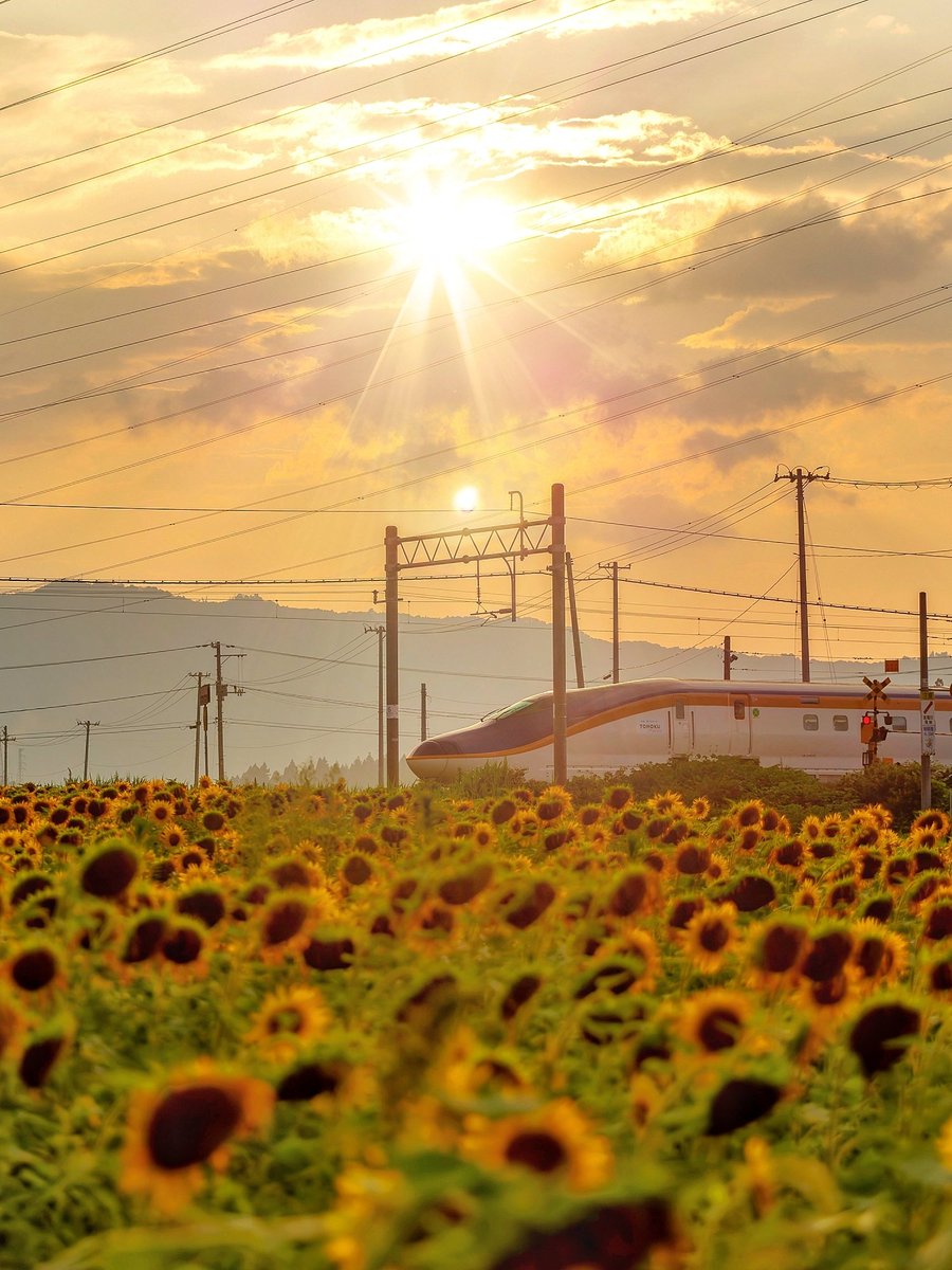 guriguraj's tweet photo. ひまわりの約���🌻

#ひまわり
#山形新幹線
#米沢市
#東京カメラ部 https://t.co/c3i0i4CPd1