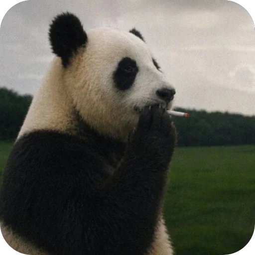 Zino🦝 tweet media