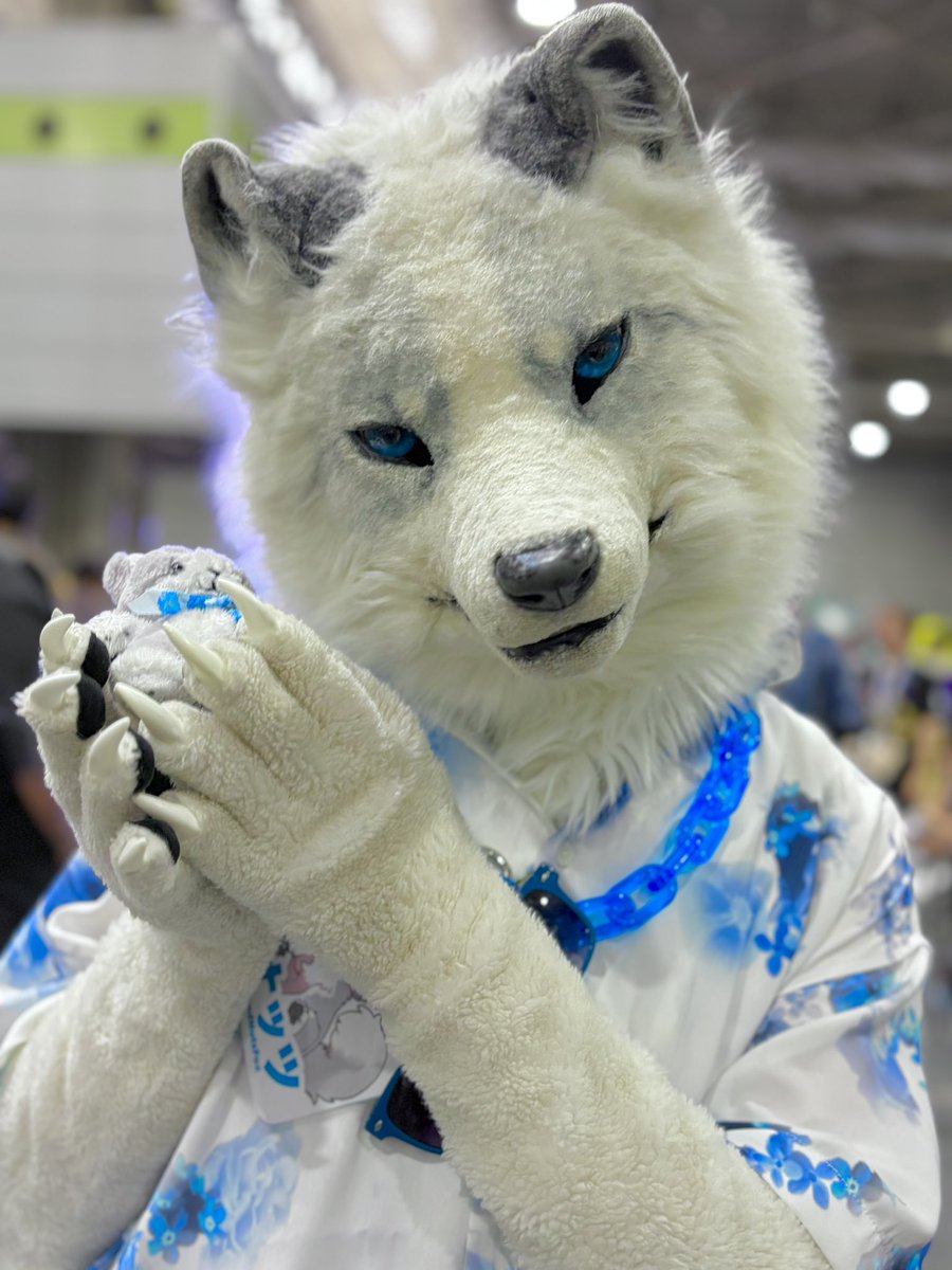 hidamari_wolf's tweet photo. 念願のナッツくんと会えました〜✨
沢山お写真取らせてくださりありがとうございました🙏✨
ぽわぽわでかっこ可愛くて最高でした🥰 https://t.co/v9Jq41TpTL