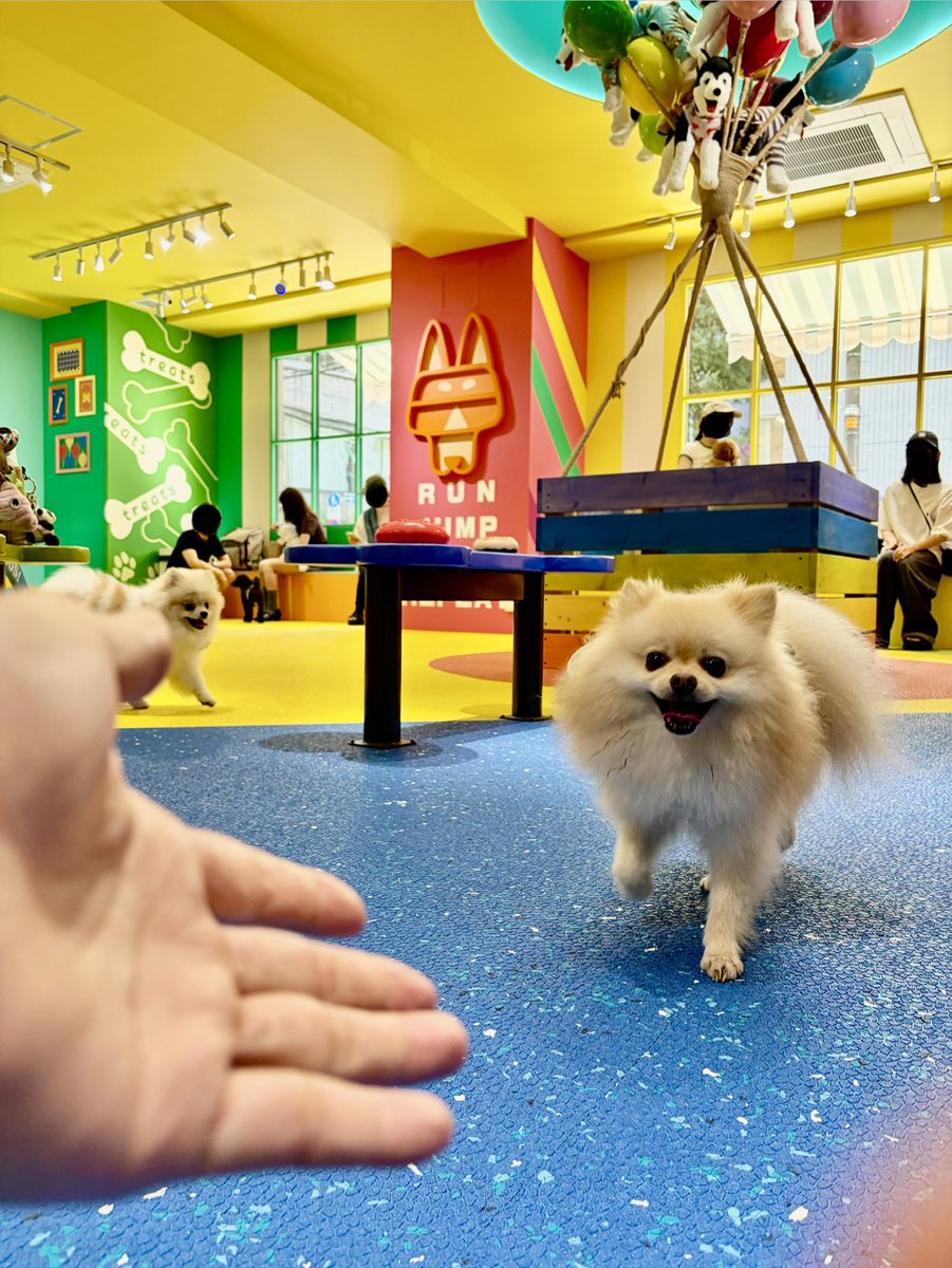 pomekichi0's tweet photo. 千駄ヶ谷にある室内ドッグラン「DOG RUN TOKYO」に行っただす🐶

カラフルな内装がかわいい✨

自転車で行ったら汗だくになっただす。次からはタクシーで行こう。 https://t.co/1TihOjIrw3