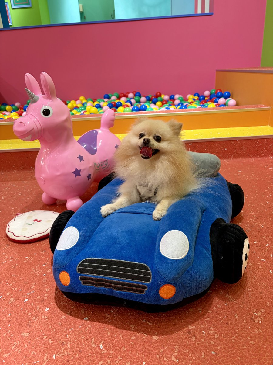 pomekichi0's tweet photo. 千駄ヶ谷にある室内ドッグラン「DOG RUN TOKYO」に行っただす🐶

カラフルな内装がかわいい✨

自転車で行ったら汗だくになっただす。次からはタクシーで行こう。 https://t.co/1TihOjIrw3