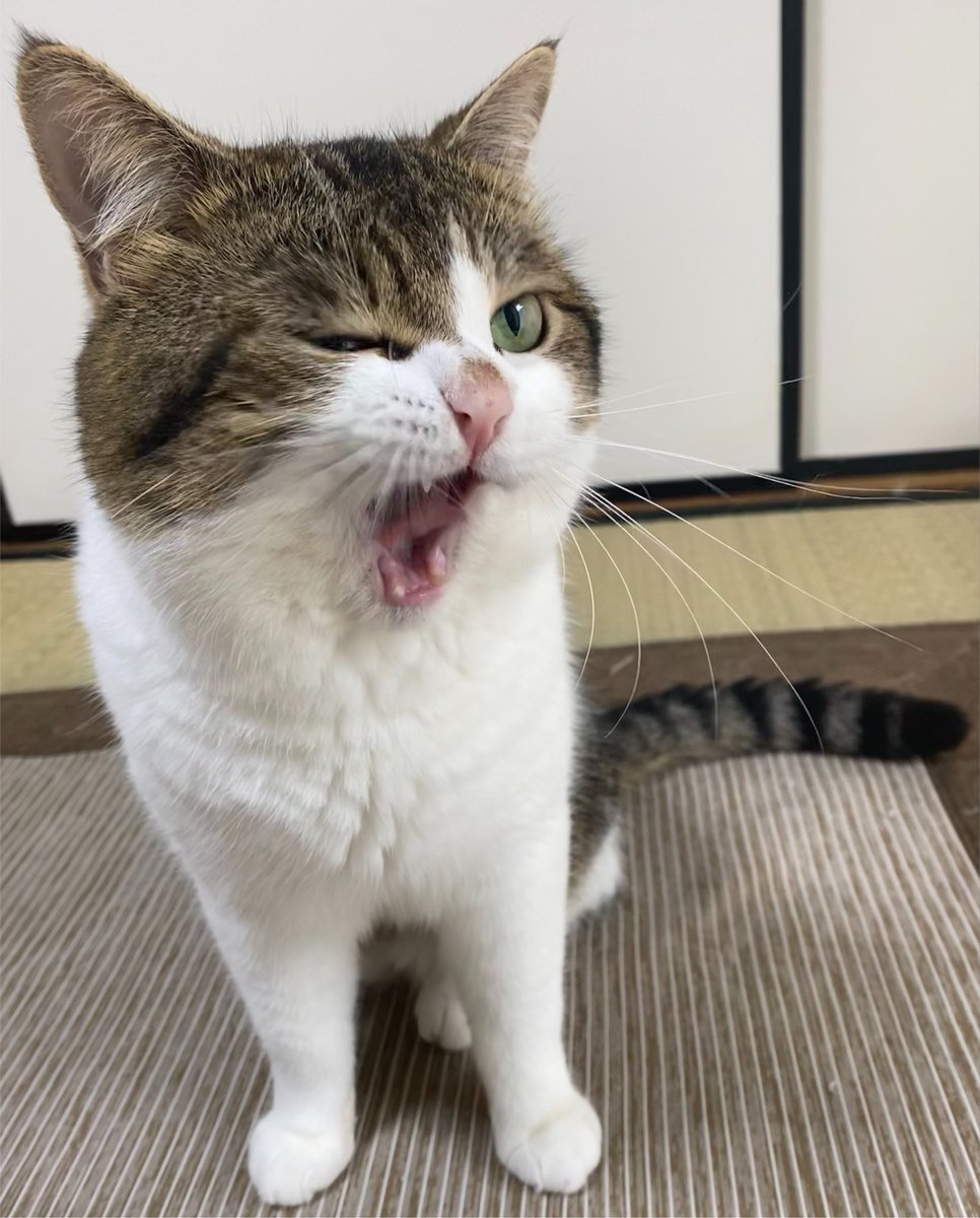 nikoandkotatoro's tweet photo. 可愛すぎるウィンク（国宝級） https://t.co/GWezmvQTtb
