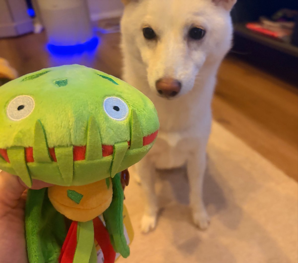 __hm618__'s tweet photo. 🐶🌱 https://t.co/0Udb8kVEi9