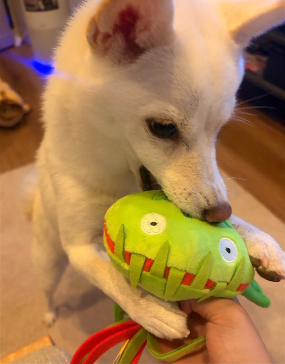 __hm618__'s tweet photo. 🐶🌱 https://t.co/0Udb8kVEi9