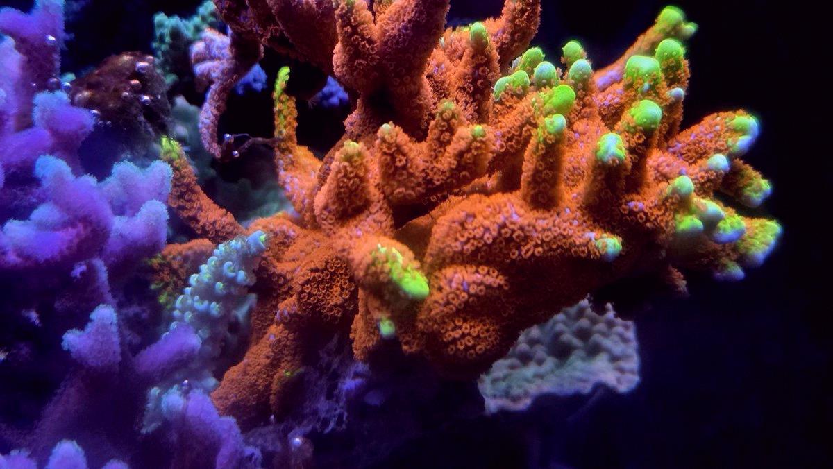 MarceloSRN18's tweet photo. Did some shooting today ☺ If you're gonna overdo additives, better to skip them entirely. Same idea as seasoning food. Used right, they make corals (and dishes) amazing. T5s alone can wash things out white, but Zeovit proved it clears things up nicely—so water quality really m https://t.co/m0GM6j386R