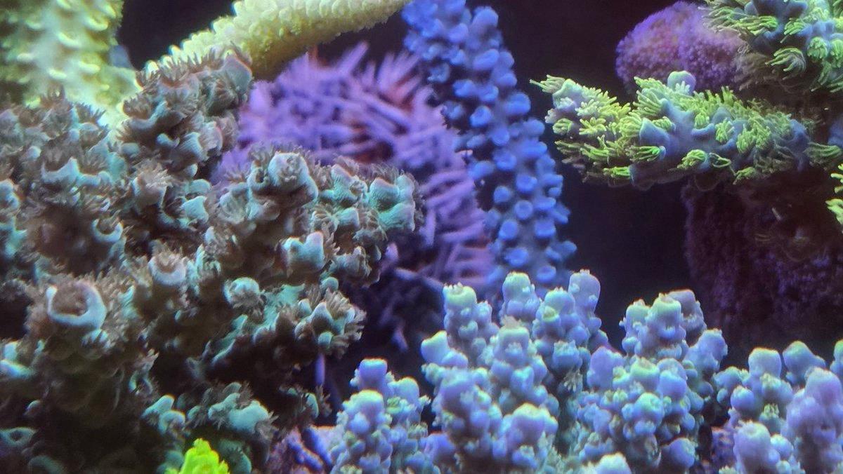MarceloSRN18's tweet photo. Did some shooting today ☺ If you're gonna overdo additives, better to skip them entirely. Same idea as seasoning food. Used right, they make corals (and dishes) amazing. T5s alone can wash things out white, but Zeovit proved it clears things up nicely—so water quality really m https://t.co/m0GM6j386R