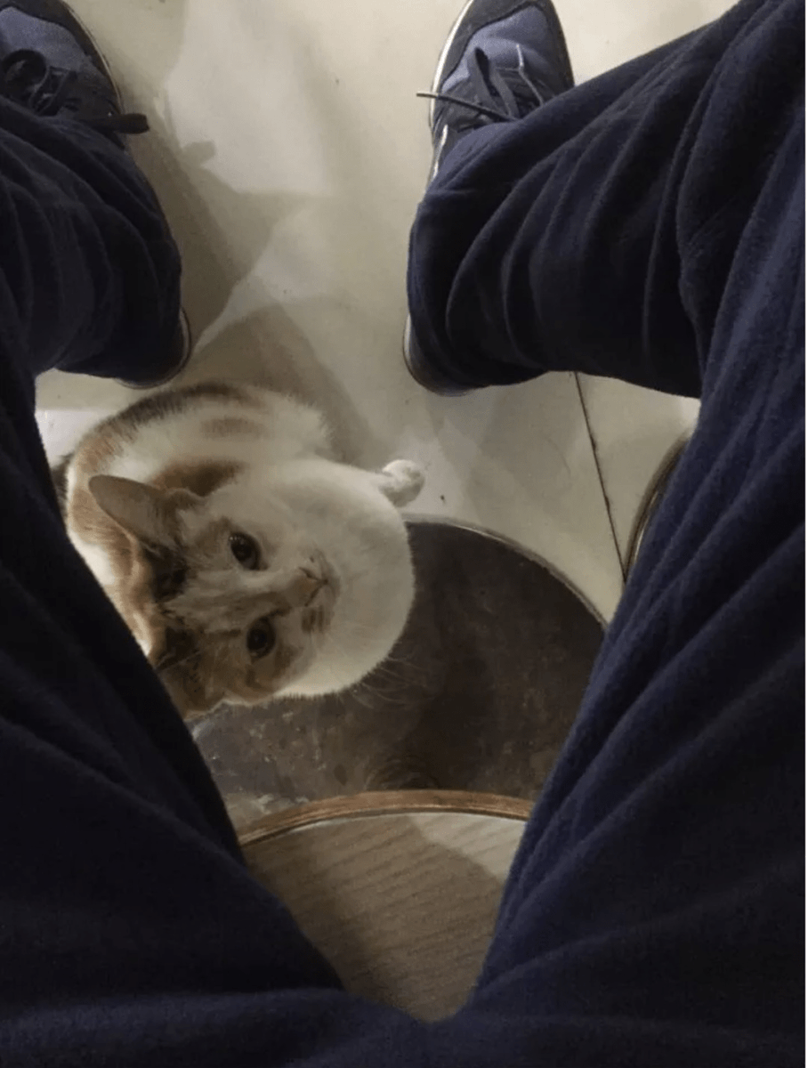 DickZonker's tweet photo. Just bought your favorite iced oolong and found a stray cat that matches your hair color—today’s tiny perfect day. https://t.co/6oCmYXR44V