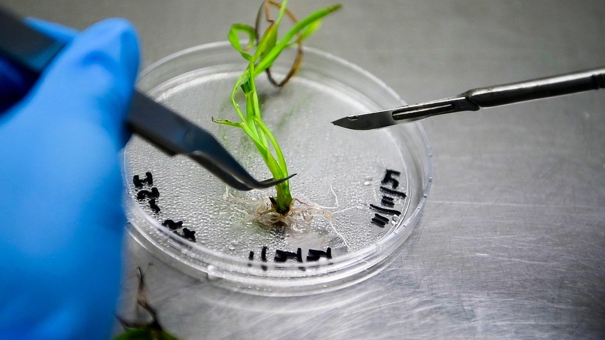 ICRISAT's tweet photo. In a key milestone for food security and climate-resilient agriculture, ICRISAT has secured long-term access to CRISPR-Cas9 in order to deploy gene editing. This long-term humanitarian licensing agreement with @corteva and @broadinstitute Inc. is especially significant in developing seed solutions for smallholder farmers across Asia and Africa.

@CGIAR @CGIARbreeding 

https://t.co/0F8fN8VxtS