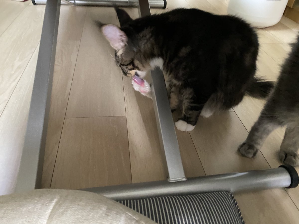 Midora0428's tweet photo. レインの💩は普通の猫サイズだけどフィロスのは人間のと遜色ない特盛サイズなのでまたもや踏み抜いて風呂へ

風呂に連れていかれたフィロスが心配で扉の前で鳴くレイン
解放後にぺろぺろをがんばるフィロス
#猫 #メインクーン #猫がいる生活 #cat https://t.co/385LHfUnYH