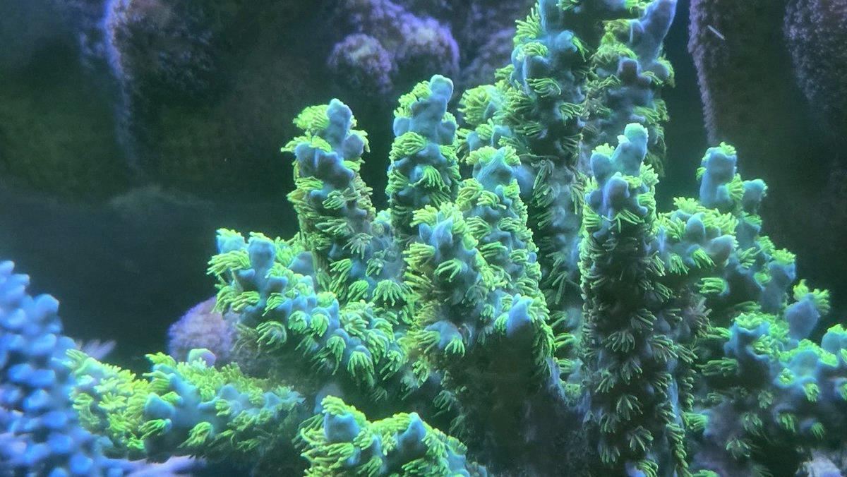 finn_ser_humano's tweet photo. Shot today ☺ When it comes to additives, better to skip them than overdo it—just like seasoning in cooking. Used right, they can turn your coral into a masterpiece dish. Proved that T5 lighting alone washes things out, but Zeovit brings the color back. Water quality matters. # https://t.co/YJUzIII43p