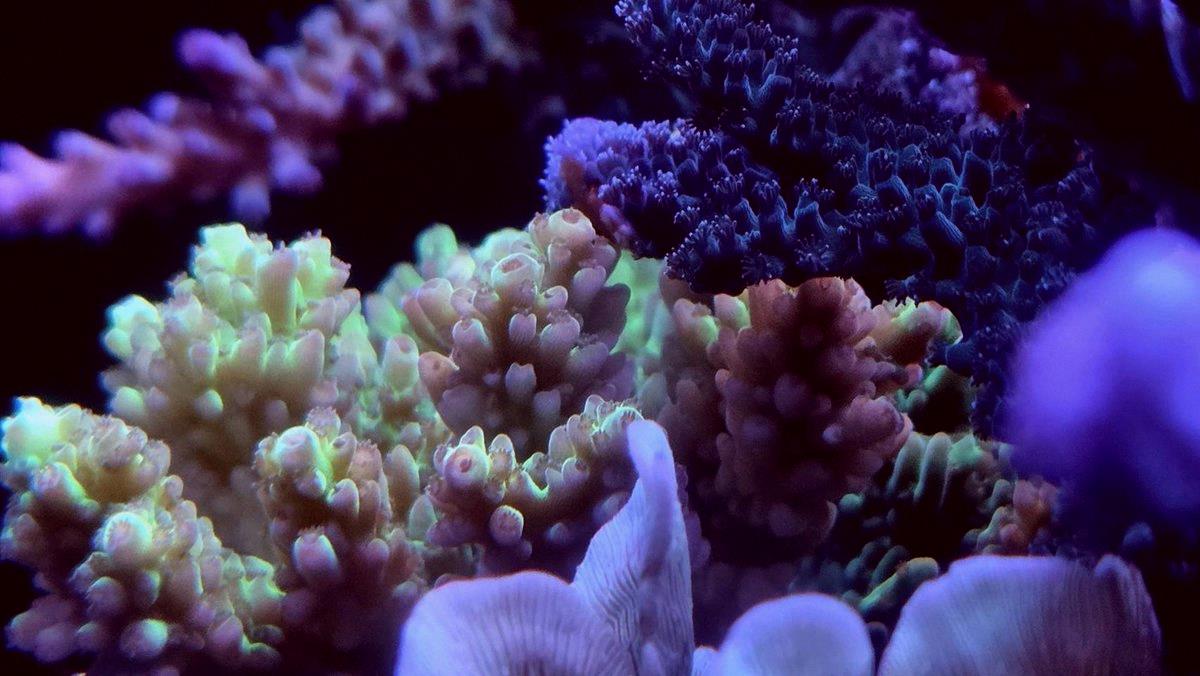 finn_ser_humano's tweet photo. Shot today ☺ When it comes to additives, better to skip them than overdo it—just like seasoning in cooking. Used right, they can turn your coral into a masterpiece dish. Proved that T5 lighting alone washes things out, but Zeovit brings the color back. Water quality matters. # https://t.co/YJUzIII43p