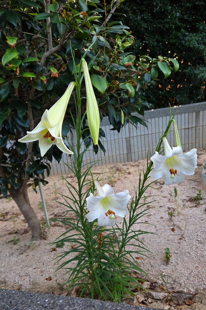 edelweice2's tweet photo. 日の出の頃の朝散歩…気温29℃
#タカサゴユリ（高砂百合）
　今日のルートではたくさん咲いていた https://t.co/VgsIgQKxnJ