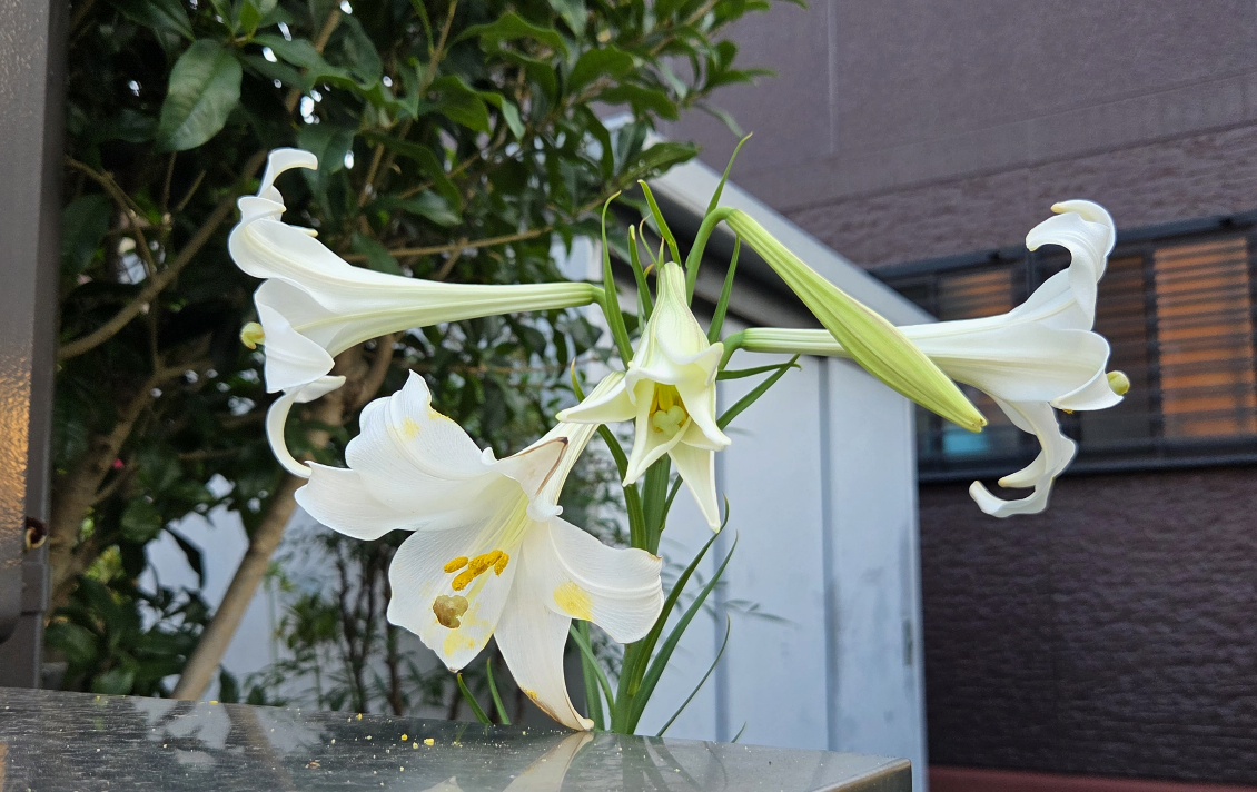 edelweice2's tweet photo. 日の出の頃の朝散歩…気温29℃
#タカサゴユリ（高砂百合）
　今日のルートではたくさん咲いていた https://t.co/VgsIgQKxnJ