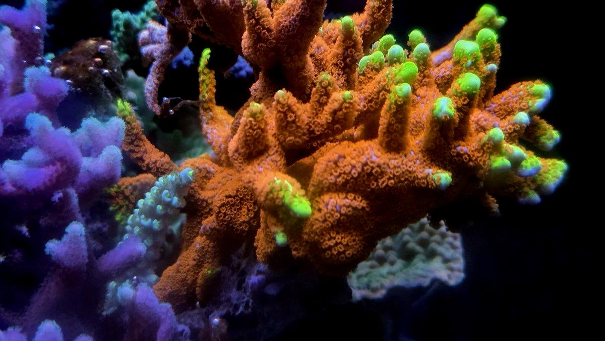 vicky_10_20's tweet photo. Shot today ☺ If you're gonna overdo additives, better to skip them—same as seasoning food. Used right, they can make corals shine like a great dish. Proved that T5s alone wash things out white, but Zeovit clears it up. Water quality matters. #べっぴん珊瑚 #土壌バクテリア #リー https://t.co/0OieWyhSpW
