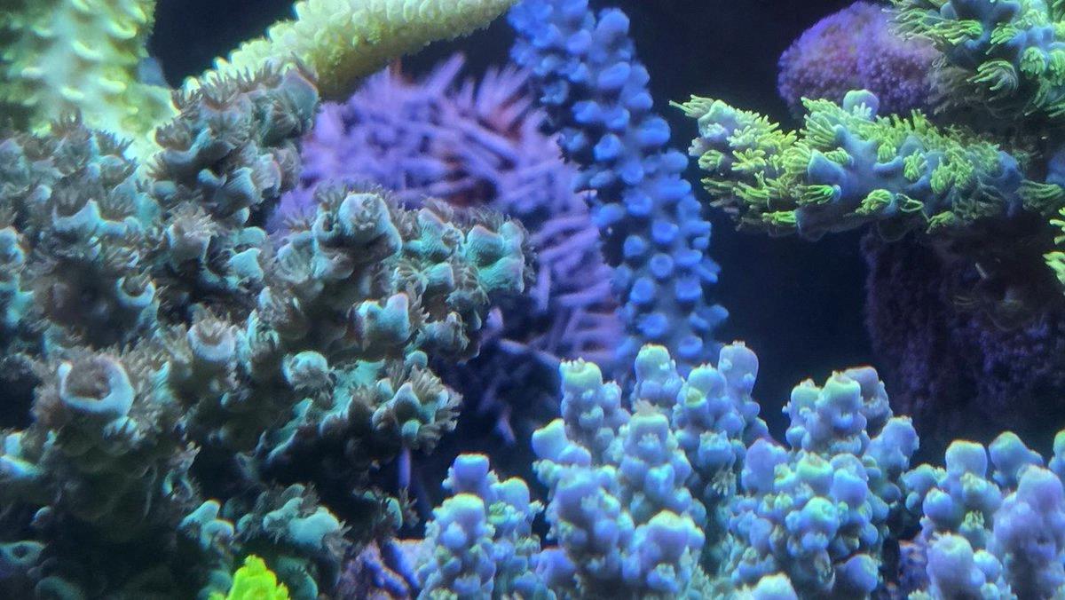 vicky_10_20's tweet photo. Shot today ☺ If you're gonna overdo additives, better to skip them—same as seasoning food. Used right, they can make corals shine like a great dish. Proved that T5s alone wash things out white, but Zeovit clears it up. Water quality matters. #べっぴん珊瑚 #土壌バクテリア #リー https://t.co/0OieWyhSpW