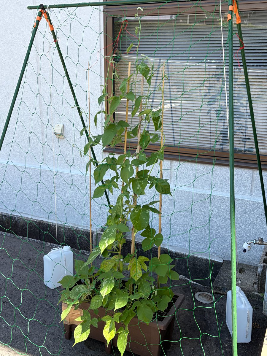 fuk_ccca's tweet photo. アサガオのツルの伸長
暑さにも負けず、ぐんぐん成長している植物に日々、元気をもらっています。
横に充実中の三尺ささげと、誘因用のネットを超える勢いのアサガオ。グリーンカーテンを目指して、カーテン状に誘因する必要がありそうです。 https://t.co/mJIkKcZhEN