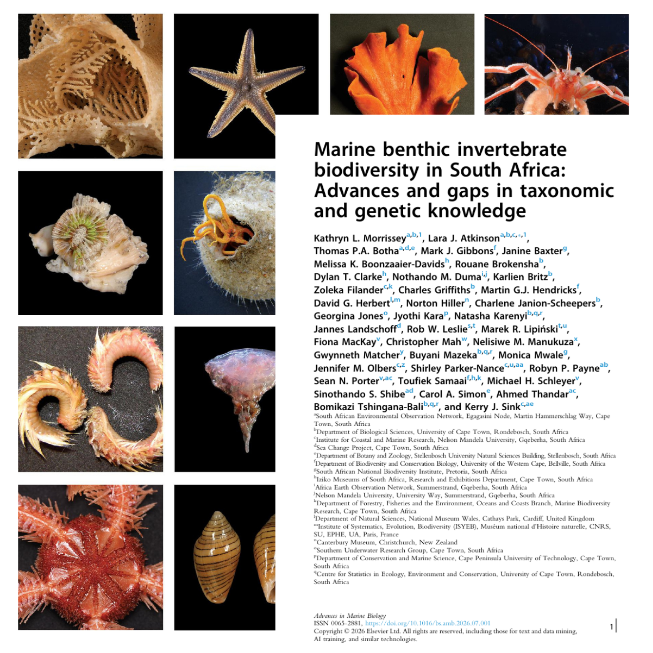 SANCORcommunity's tweet photo. 📢 New publication! 
@Saeonews Egagasini’s Dr Lara Atkinson &amp; Dr Kathryn Morrissey lead the first update in 16 yrs on 🇿🇦SA’s #marine #benthic #biodiversity 🌊🐚
🦀1,000+ new species &amp; 22 open checklists. 
⬇️Free download until 15 Sep  https://t.co/cTmK4gZU7B https://t.co/Tb1HMrqPw0