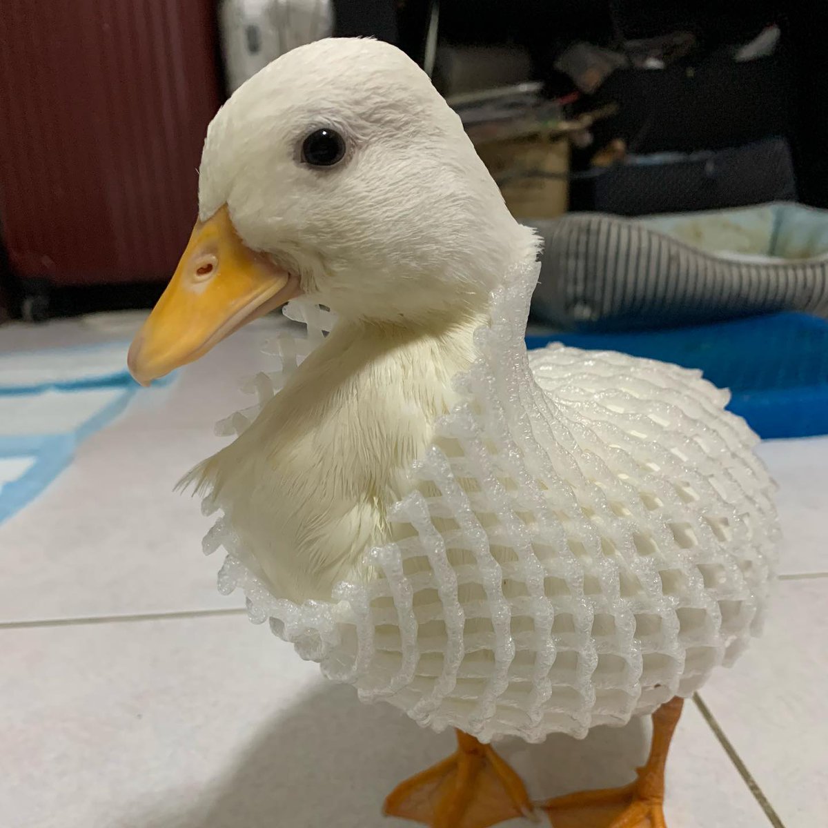 _doruduck_'s tweet photo. #
對於喜歡的東西就愛不釋手😍 
（願意轉圈圈又發出可愛的奶音跟搖尾巴🥹）
對於討厭的食物則是興趣缺缺🤧

#柯爾鴨 #寵物鴨 #可愛鴨 #鴨 #不能吃的豆乳鴨 #豆乳鴨 #豆乳鴨の成長日誌 #callduck #cuteduck #duckinstagram #cute #アヒル #可愛い動物　#コールダック https://t.co/z9a6LoxvNp