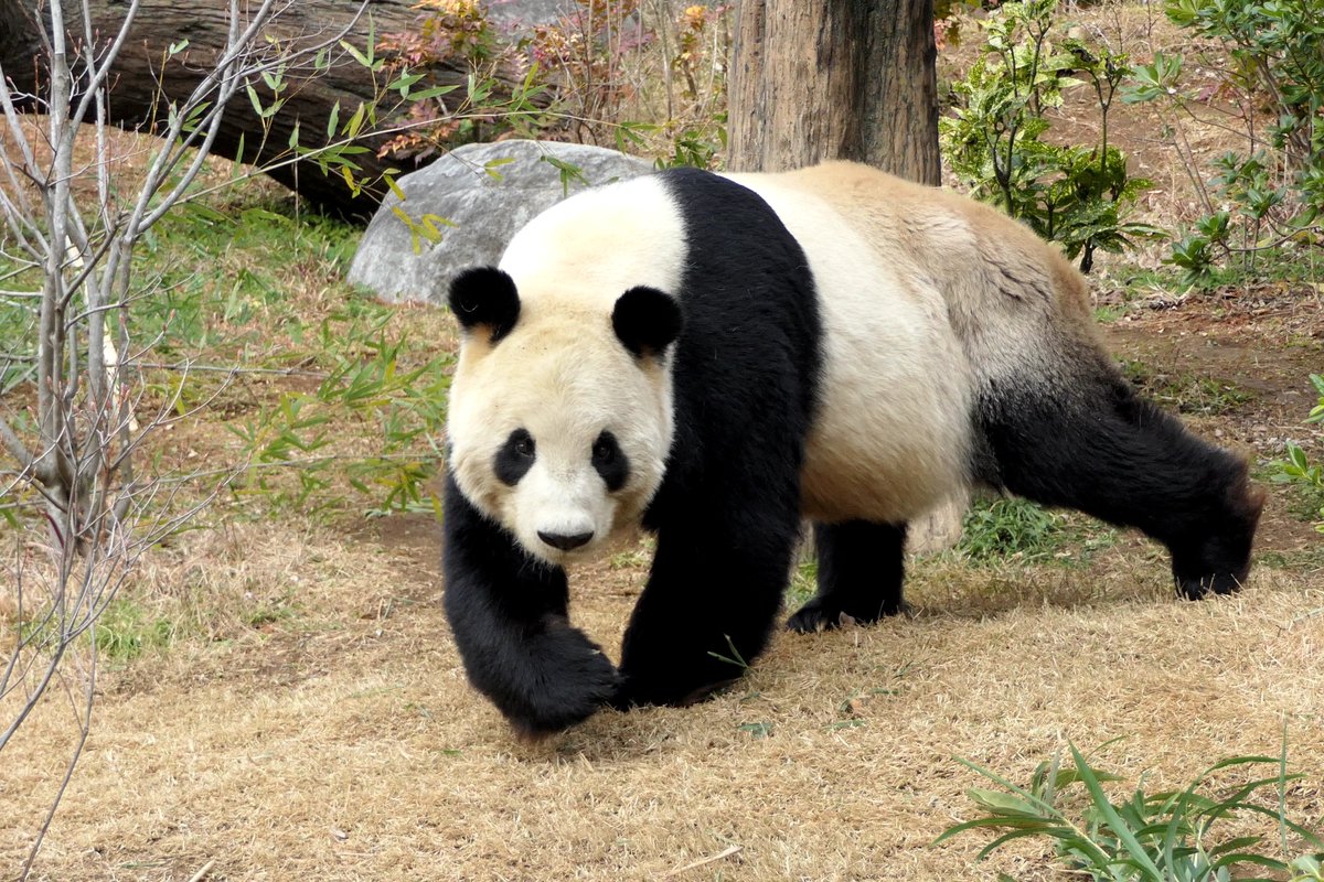 Waka_PandaClub's tweet photo. photo by：れもんぱんさん🐼

『お散歩中のリーリー。急に方向を変えてこちらに来てくれて、ドキドキしてあたふたしながら撮った思い出。嬉しかったな。お散歩しながら他の観覧者さんの前にも行ってニコニコにさせてました。いつも優しいカッコイイリリーに癒されました』

#推しパンダ #和華 https://t.co/SpPgquyYVr