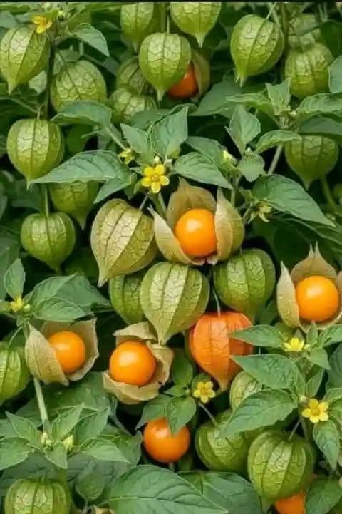 Malualbk's tweet photo. 🌿🍊 Nature’s little treasures! From a humble green husk to golden-orange sweetness, beauty often grows quietly. 🌱✨ Pure nature, pure beauty, pure goodness. 💚🧡

What do you call this fruit in your local language? 👇🏽

#SouthSudan #SSOX #SSOT #AfricanNature #MBK #MBK2026 https://t.co/AgL2OFcByO